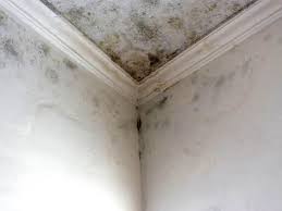 Best Attic Mold Removal  in Little Falls, NY