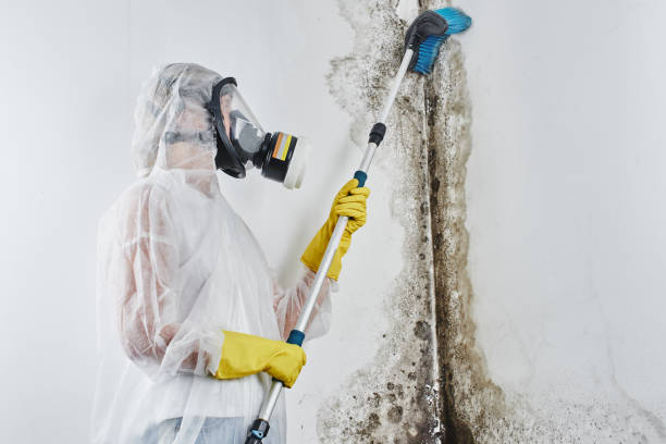 Best Water Damage & Mold Remediation  in Little Falls, NY