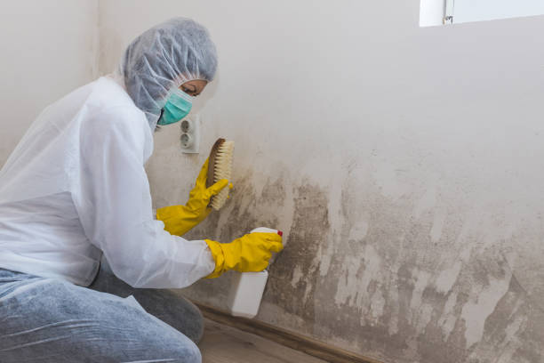 Best Asbestos and Lead Testing During Mold Inspection  in Little Falls, NY